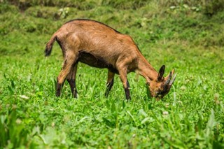 Kamerun prognoza pogody