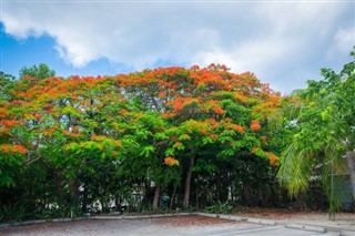 Cayman Islands weather forecast