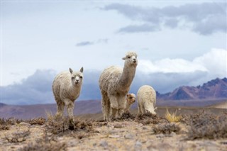 Chile weather forecast