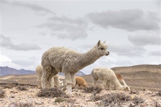 Chile prognoza pogody