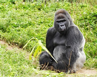 Congo, Democratic Republic weather forecast