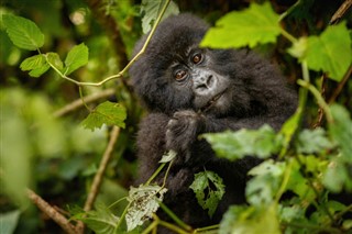 Congo, Democratic Republic weather forecast