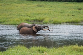 Congo, Democratic Republic weather forecast