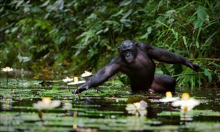 Congo, Democratic Republic weather forecast