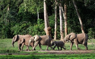 Congo, Democratic Republic weather forecast