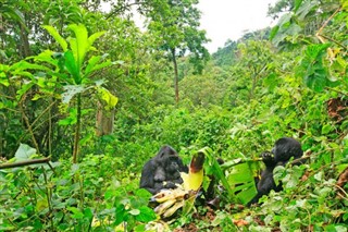 Congo, Democratic Republic weather forecast