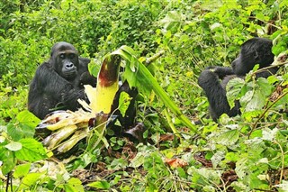 Congo, Democratic Republic weather forecast