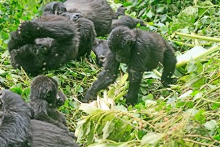 Congo, Democratic Republic weather forecast