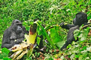 Congo, Democratic Republic weather forecast