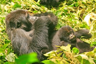 Congo, Democratic Republic weather forecast