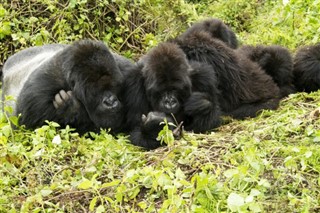 Congo, Democratic Republic weather forecast