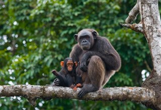 Congo, Democratic Republic weather forecast