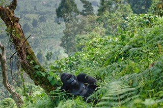 Congo, Democratic Republic weather forecast