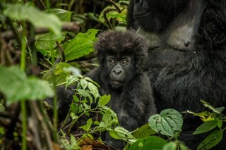 Congo, Democratic Republic weather forecast