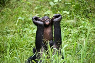 Congo, Democratic Republic weather forecast