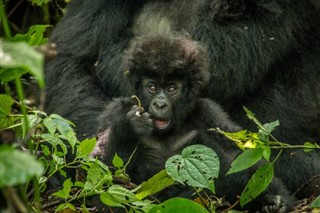 Congo, Democratic Republic weather forecast