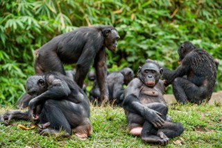 Congo, Democratic Republic weather forecast