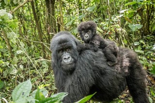 Congo, Democratic Republic weather forecast