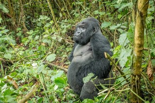 Congo, Democratische Republiek van de weersvoorspelling