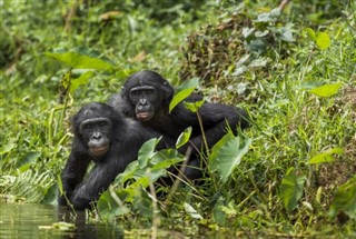 Congo, Democratic Republic weather forecast