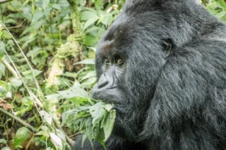 Congo, Democratic Republic weather forecast