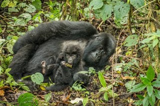 Congo, Democratic Republic weather forecast