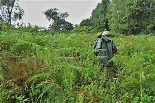 Congo, Democratic Republic weather forecast