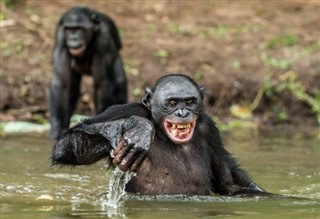 Congo, Democratic Republic weather forecast