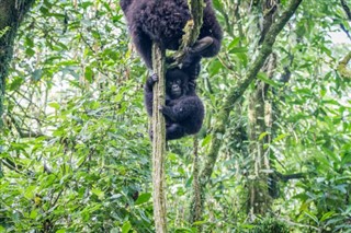 Congo, Democratic Republic weather forecast