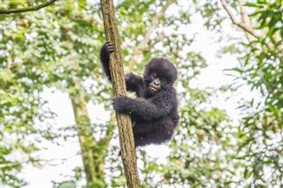 Congo, Democratic Republic weather forecast