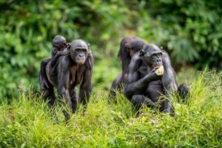 Congo, Democratic Republic weather forecast