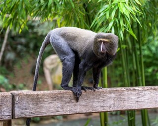 Congo, Democratic Republic weather forecast