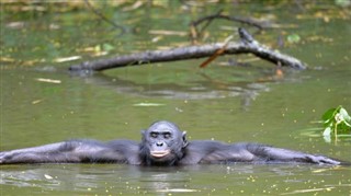 Congo, Republic weather forecast