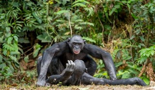 Congo, Republic weather forecast