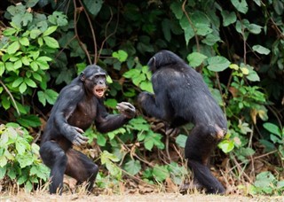 Congo, República del pronóstico del tiempo