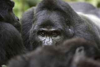 Congo, Republiek van de weersvoorspelling