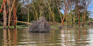 Congo, Republic weather forecast