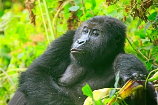 Congo, Republiek van de weersvoorspelling