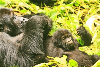 Congo, Republic weather forecast