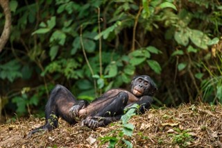 Congo, Republic weather forecast