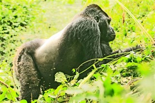 Congo, Republic weather forecast