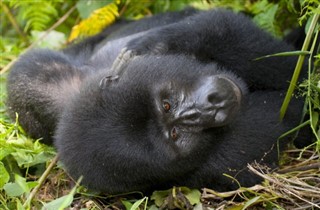 Congo, República del pronóstico del tiempo