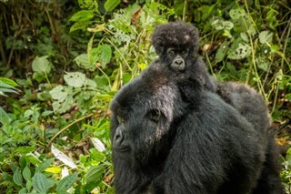 Congo, Republic weather forecast