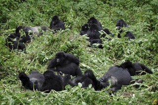 Congo, Republic weather forecast