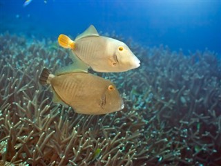 Coral Sea Islands weather forecast