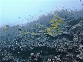 Coral Sea Islands weather forecast