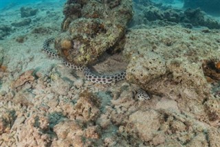 Coral Sea Islands weather forecast