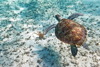 Coral Sea Islands weather forecast