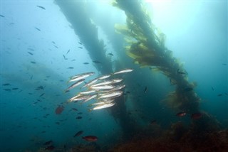 Coral Sea Islands weather forecast