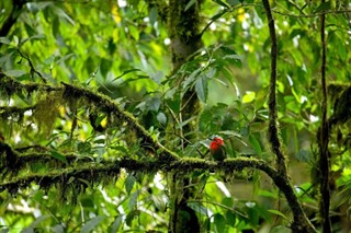 Costa Rica weather forecast